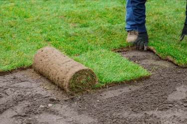 Sod installation on a residential lawn